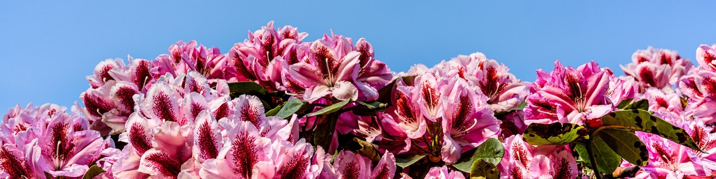 Blühende Rhododendren und ein Spielgerät zum Klettern